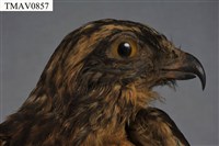 灰面鵟鷹藏品圖，第7張